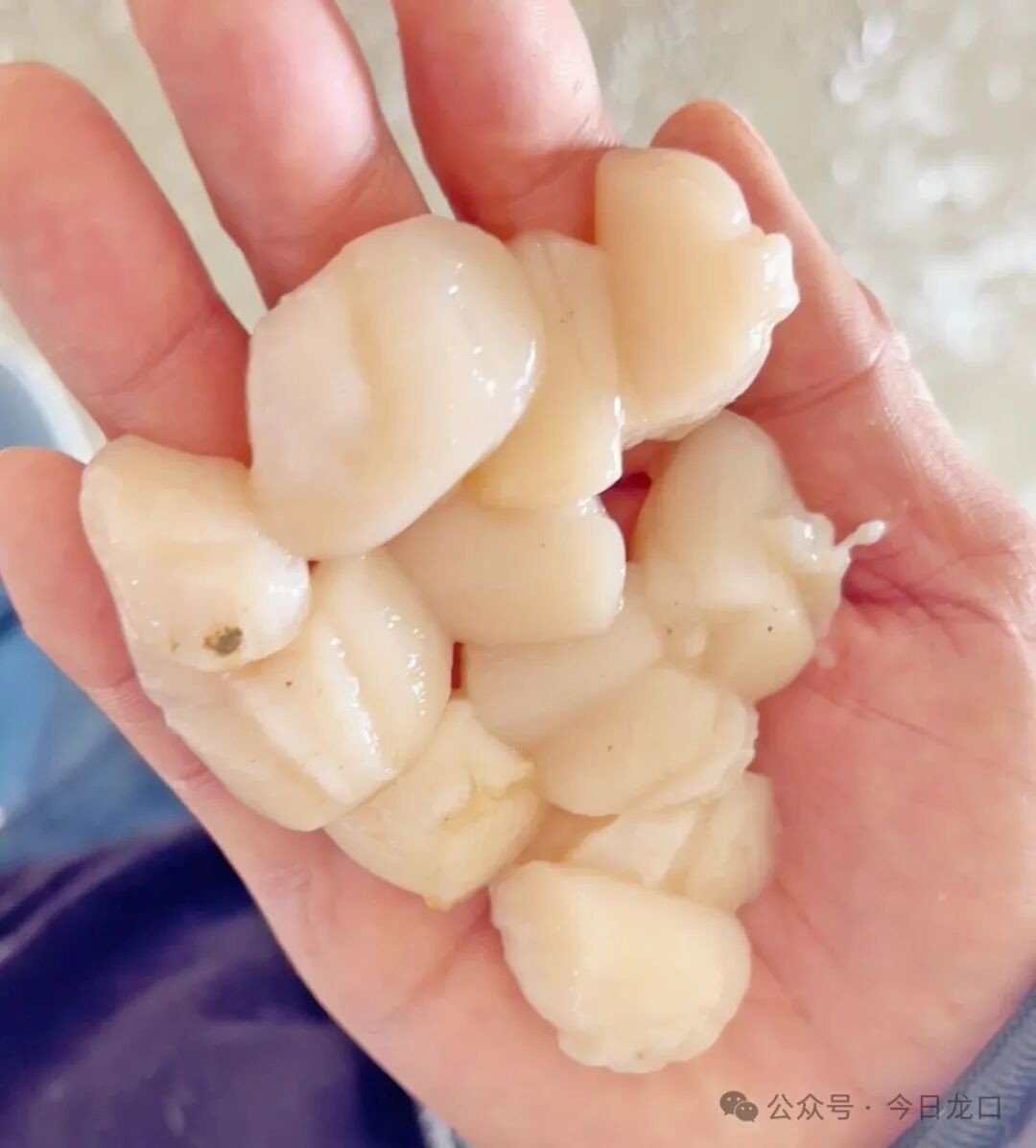 龙口这种海鲜提前上市了！又大又肥，溜鲜溜鲜！