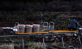 轨道车上山助鲜苹果出园！栖霞暖心举措让苹果运输更省心