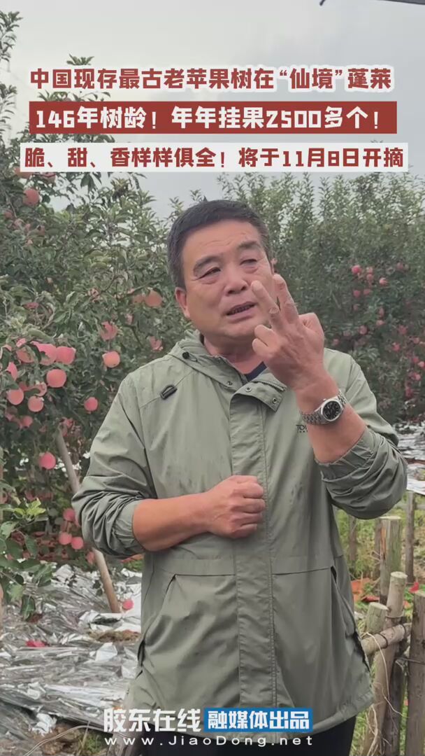 中国现存最古老苹果树在“仙境”蓬莱 146年树龄！年年挂果2500多个！