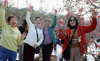 苹果红了！栖霞甜美乡村游持续升温 引客探秘果都新体验