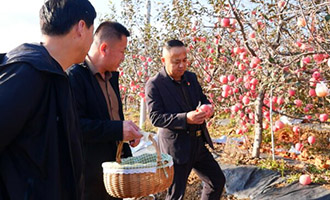 成功“牵手”！栖霞市松山街道与烟台菏泽商会携手助力苹果产业新发展