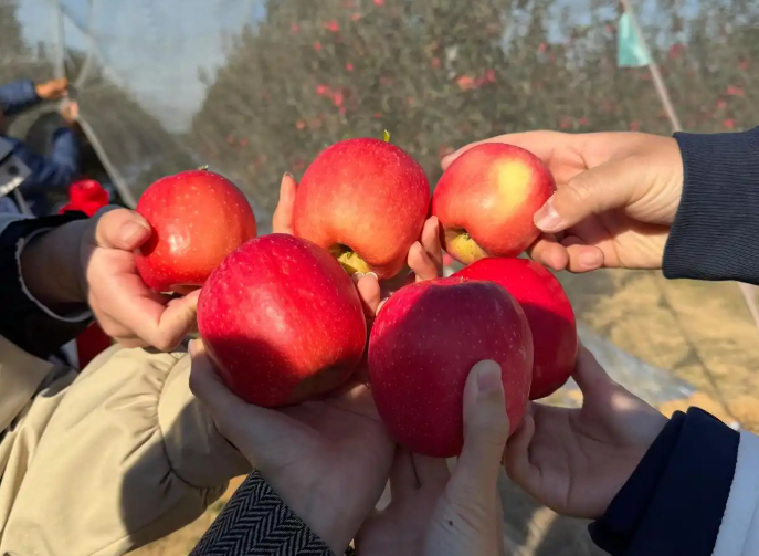 2025烟台苹果生态种植寻味之旅媒体行活动圆满落幕