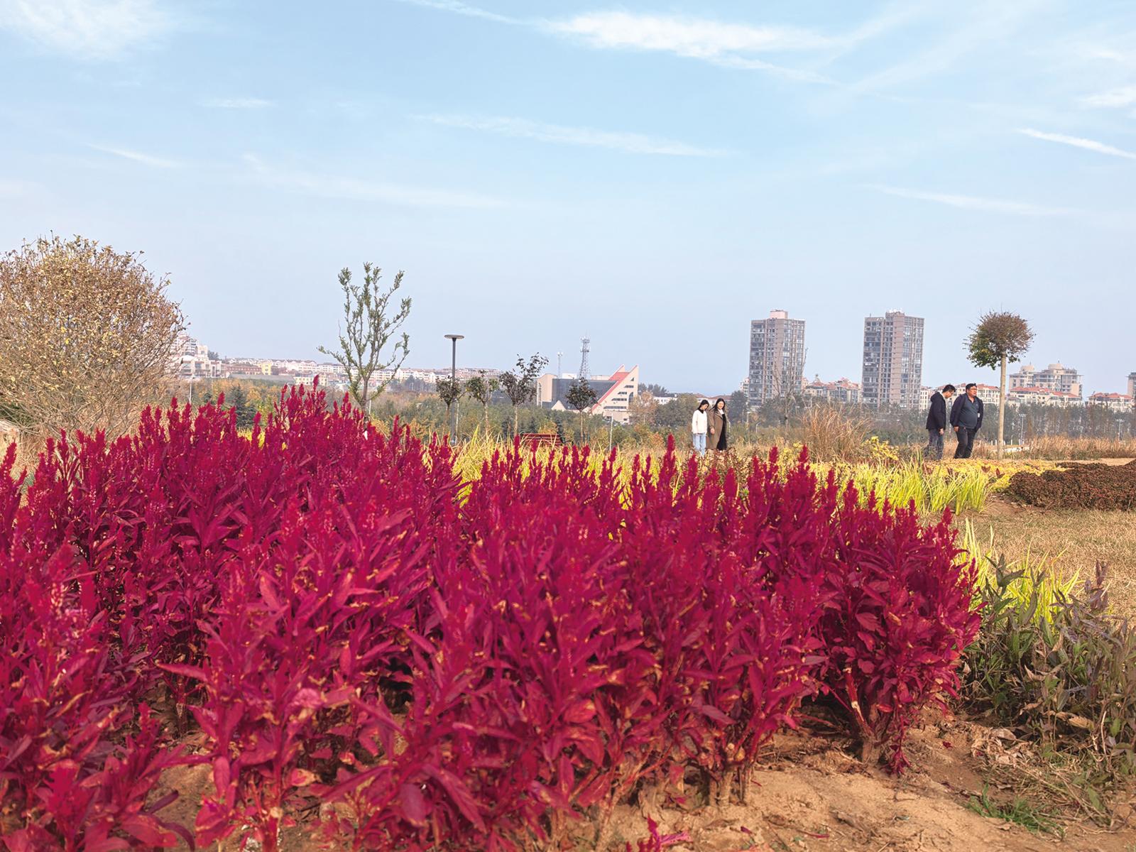 观海路竹林路山体生态修复工程成热门打卡地
