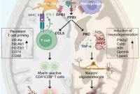 我国科学家在神经疾病治疗领域取得新突破