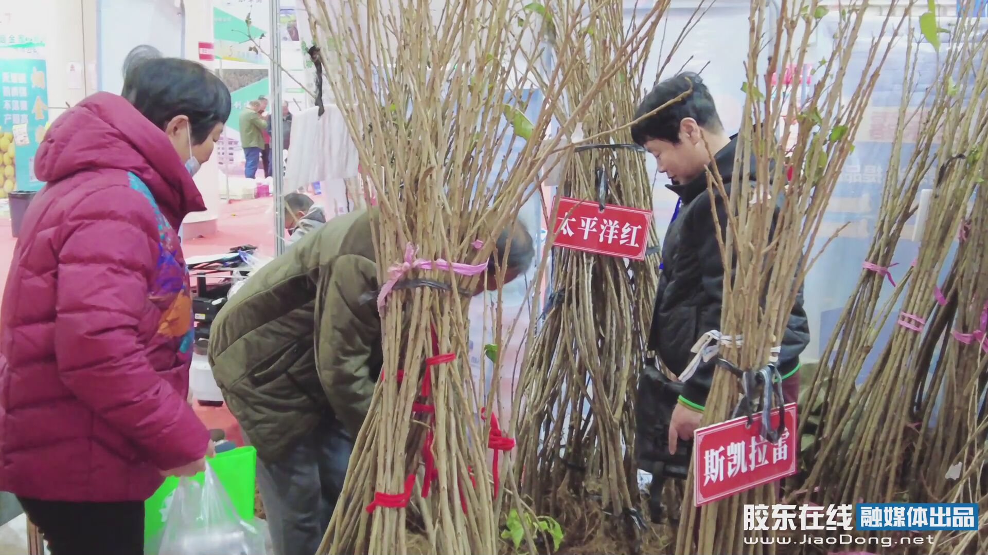 11月15日—18日，第二十三届国际果蔬食品暨农资种苗博览会在烟台国际博览中心举行