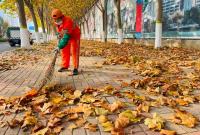 烟台市区累计清理落叶量600余立方米