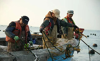 你见过长岛凌晨两点的海吗？那是一幅由忙碌绘就的丰收图景