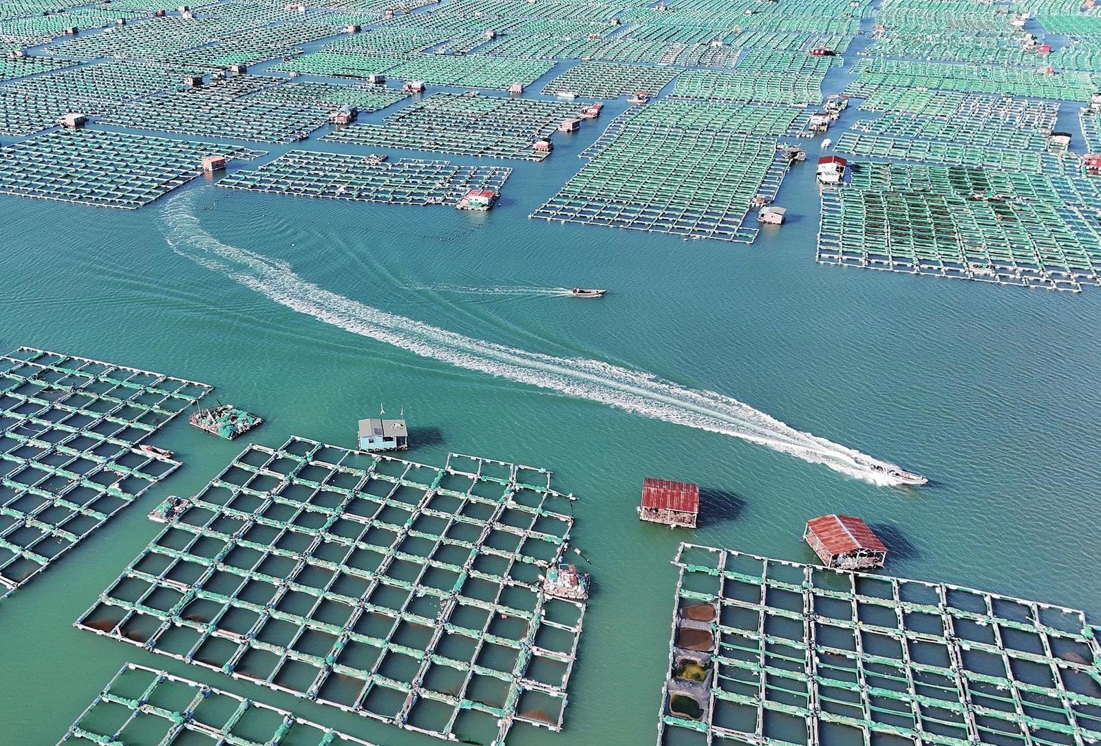 图片新闻|海洋牧场作业忙