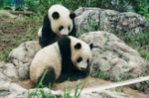 日本马上要没有大熊猫了！最后2只旅日大熊猫即将回国