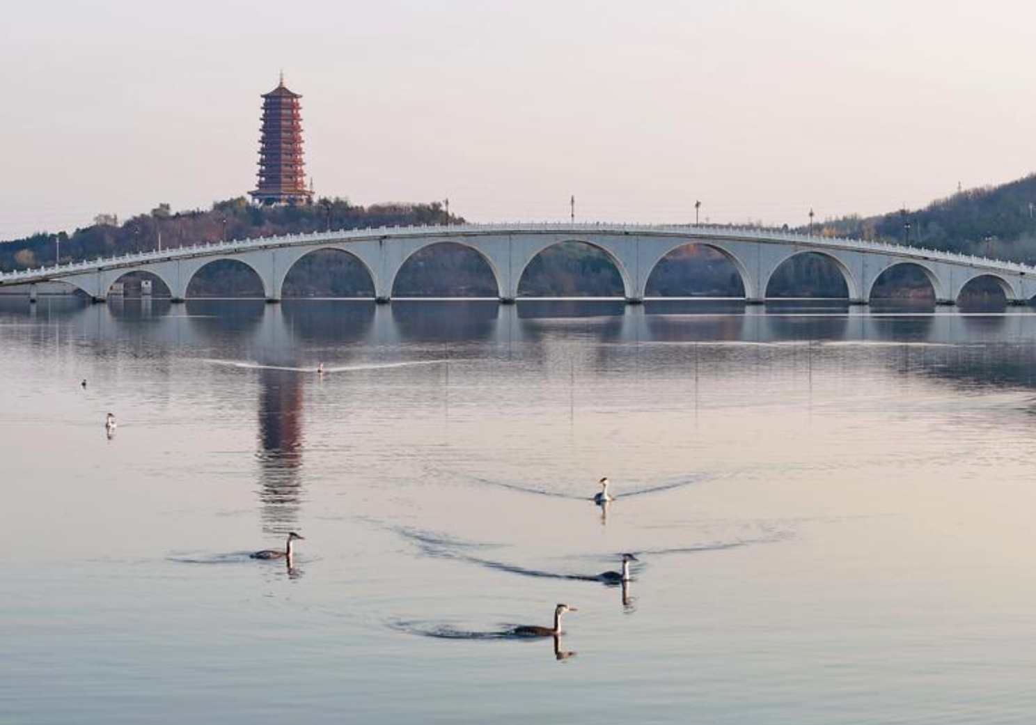 图片新闻|龙湖冬韵