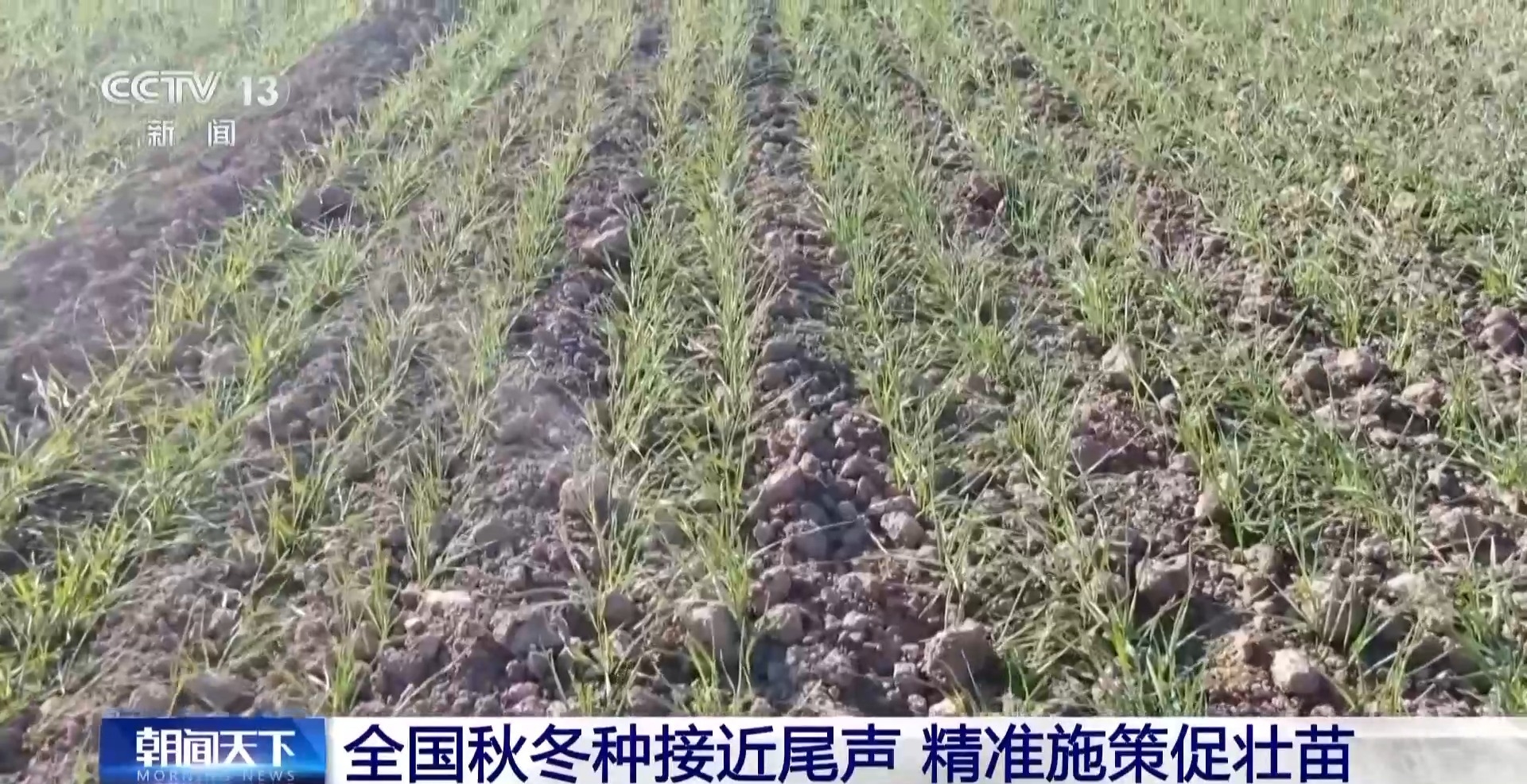 无人机播种+国产大豆新品种出库 全国秋冬种接近尾声