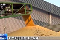无人机播种+国产大豆新品种出库 全国秋冬种接近尾声