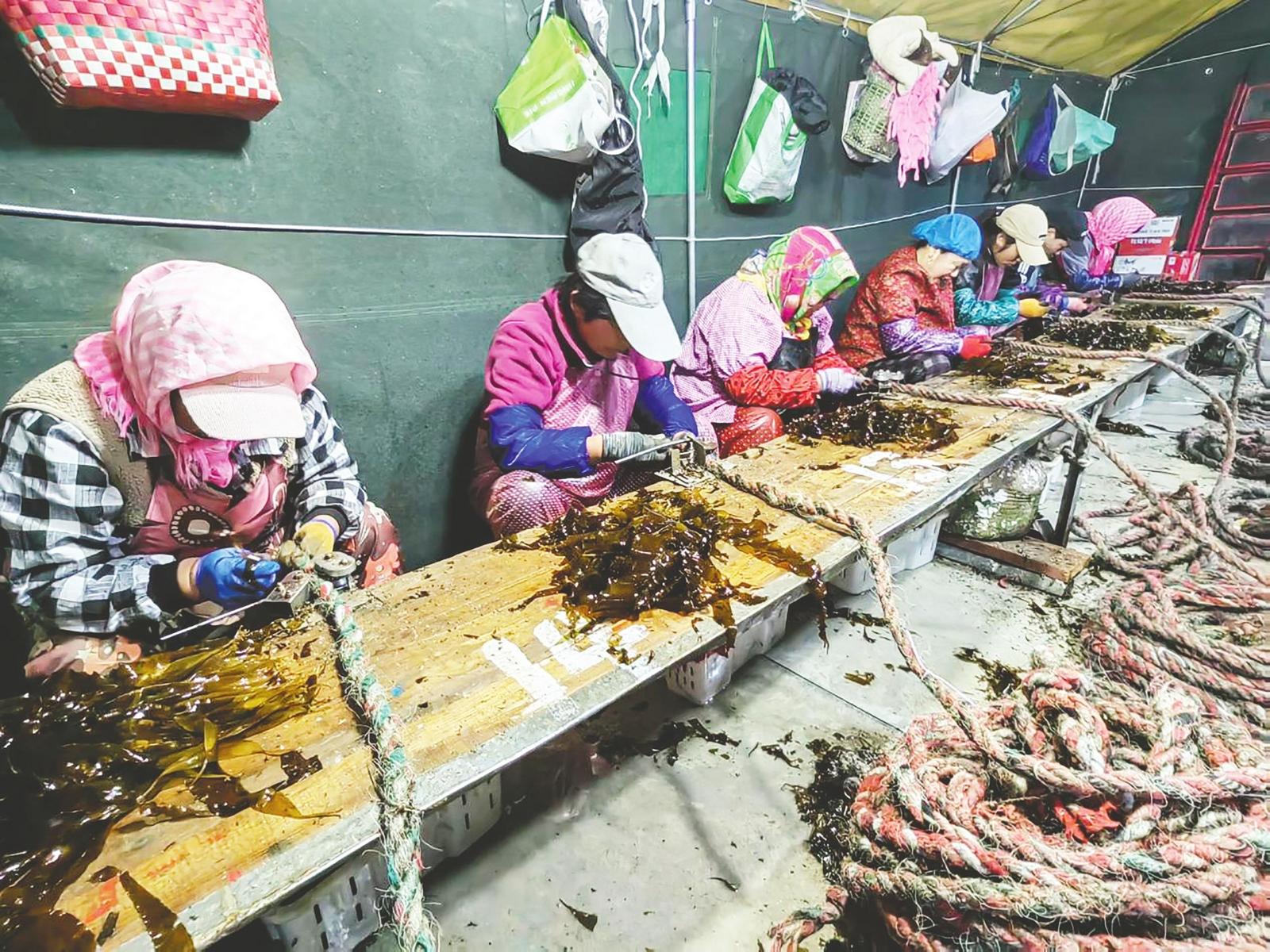 长岛大钦岛乡构建养殖、加工、销售的“一根海带”全产业链