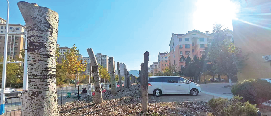 小区数十棵杨树遭“腰斩” 居民：树龄超20年，太可惜