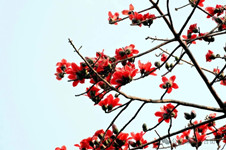 他以最壮烈的方式完成了最后一次飞行