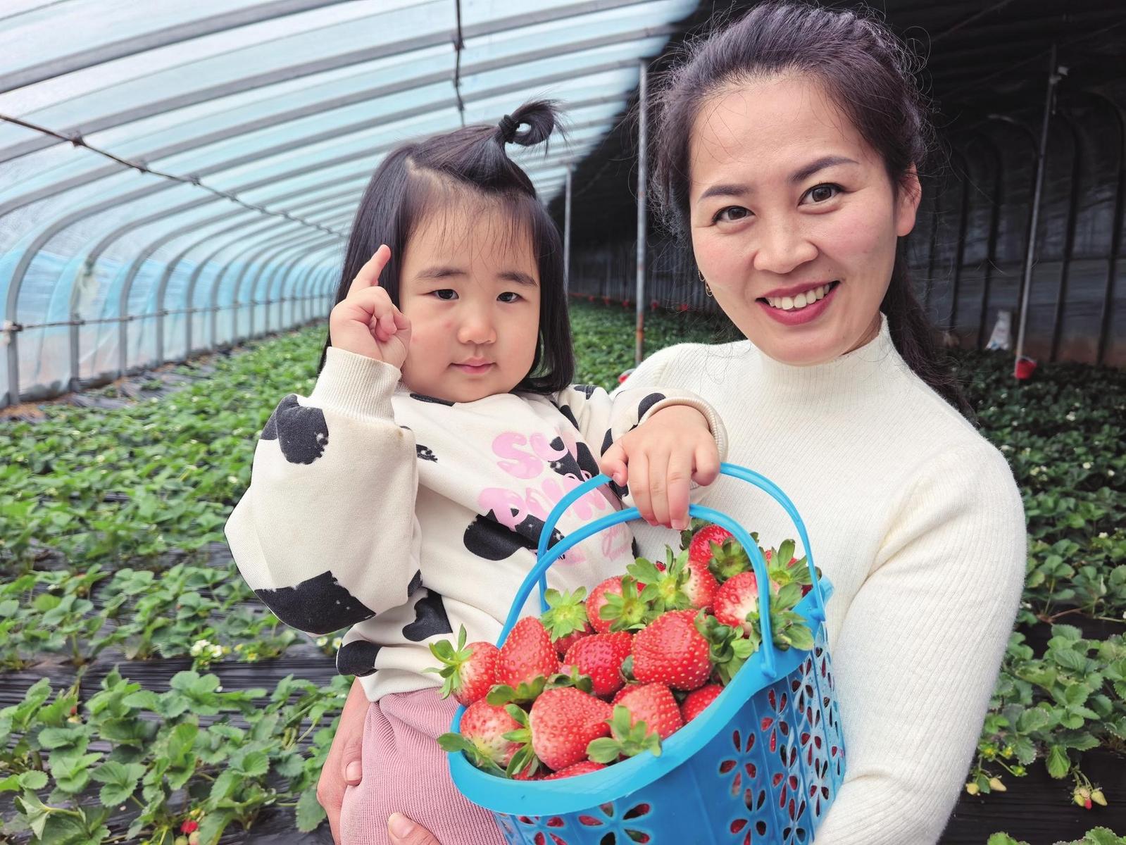 头茬草莓甜蜜上市