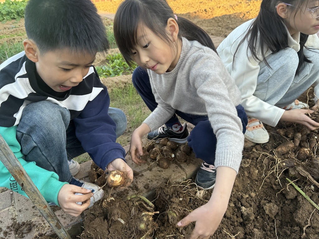牟平区宁海街道中心小学开展挖芋头活动