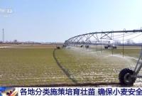 我国粮食主产区秋冬种基本结束 田管有序展开