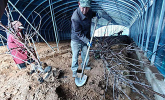 栖霞市庙后镇樱桃苗木销售火爆 农户抢墒移栽