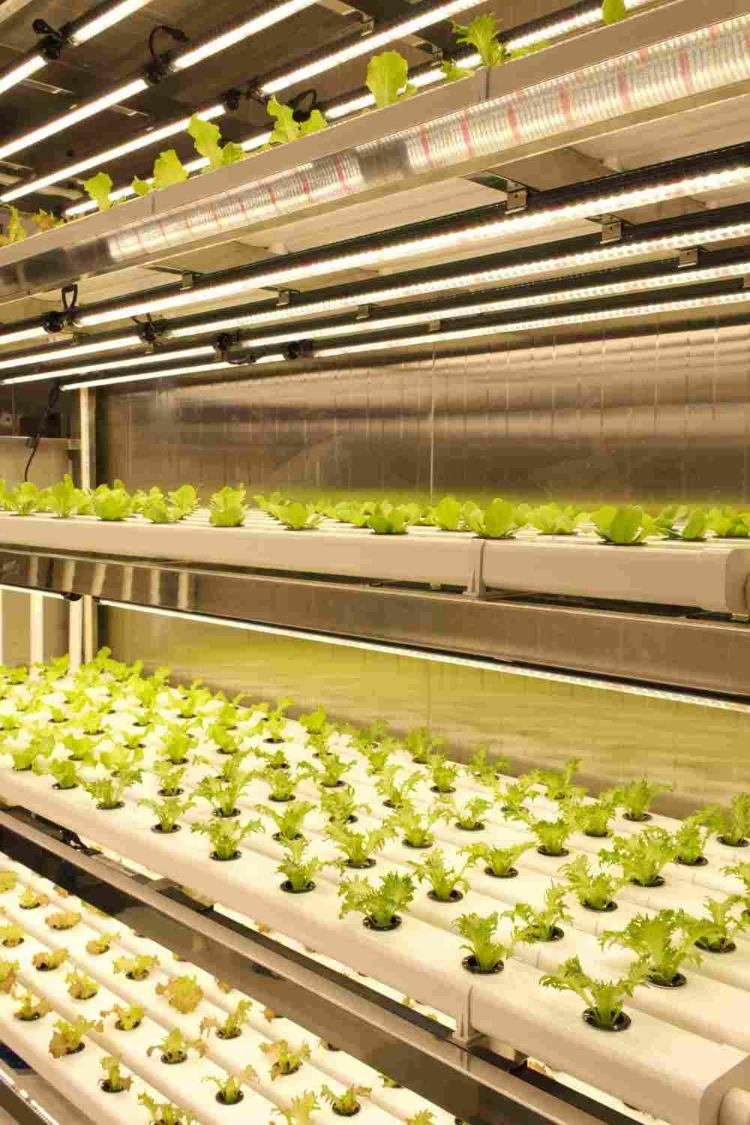 告诉雪龙号，大洋极地也能种菜了