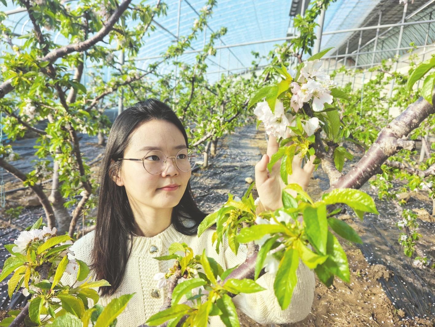 福山区门楼街道南庄智能暖棚大樱桃有望小年抢“鲜”上市