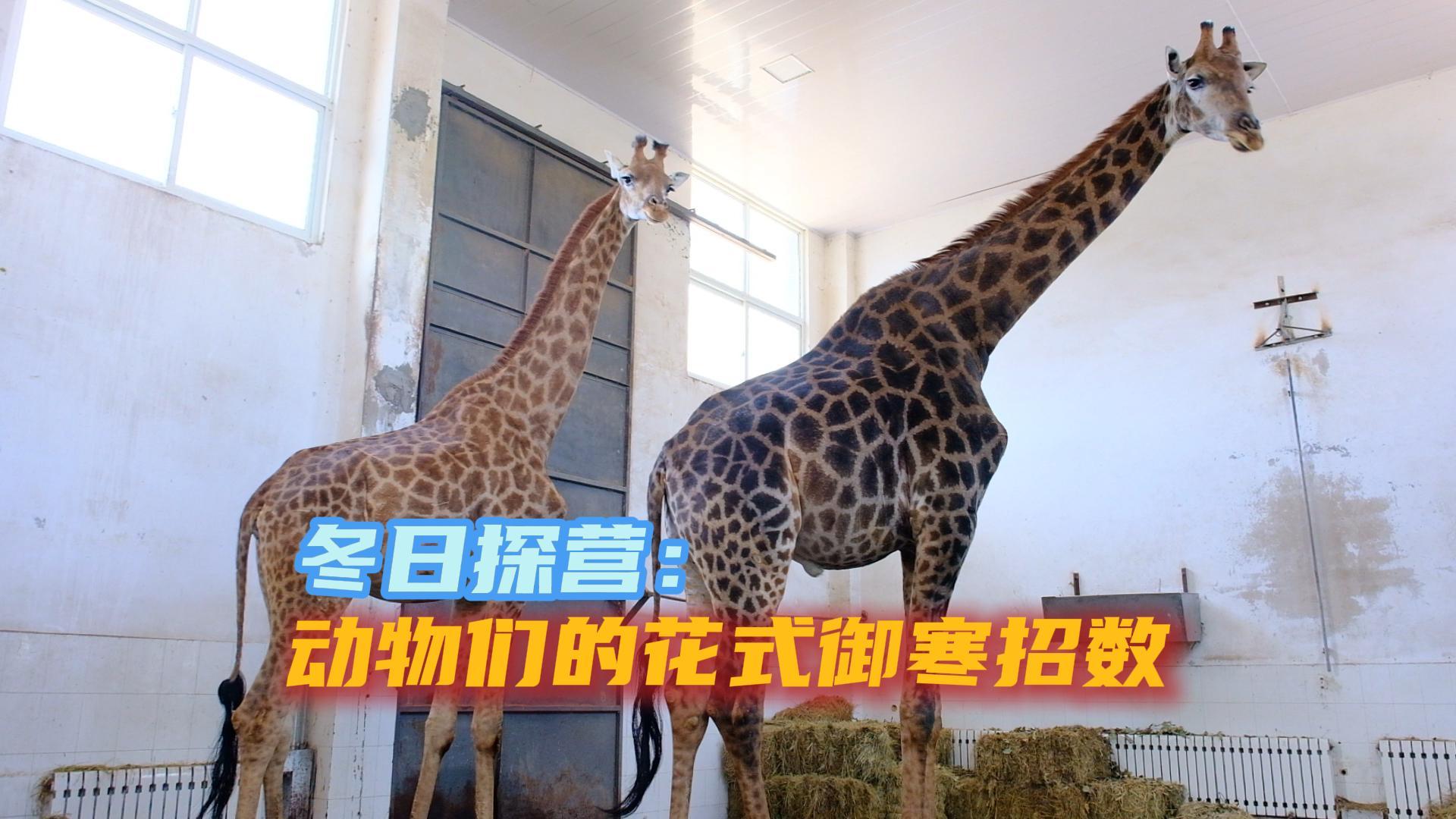 寒潮来袭，人们都裹上了羽绒服，那动物园里的小动物是如何过冬的呢？今天就跟随记者的镜头到南山公园去看一看。