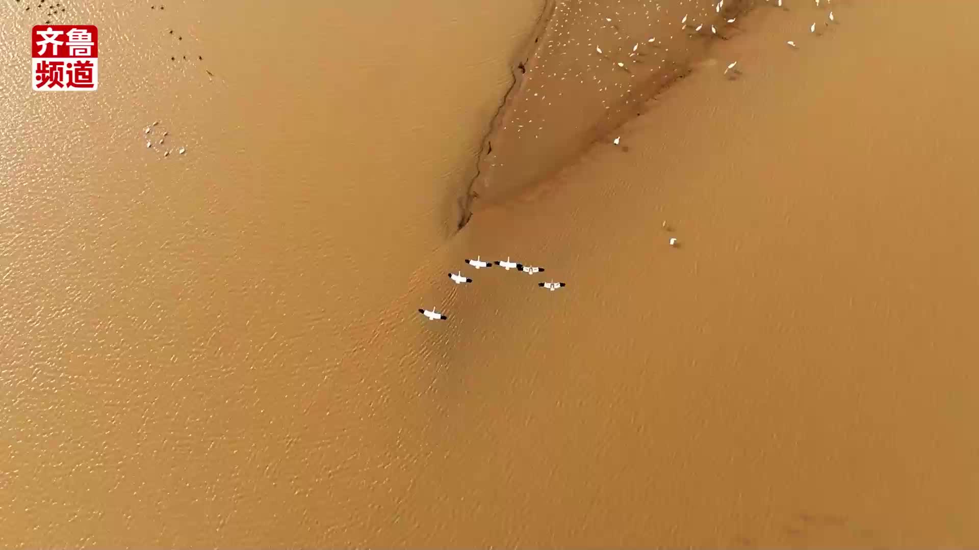 鹤舞黄河滩，秀美生态景，首批世界极危物种、国家一级保护野生动物白鹤迁徙至黄河三角洲自然保护区