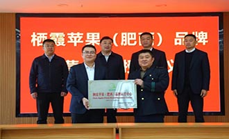 栖霞苹果扎根合肥 跨越千里甜蜜牵手
