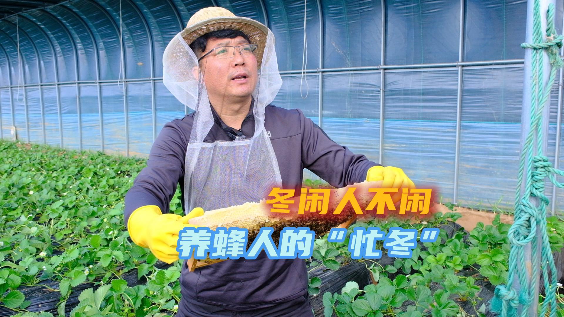 冬闲人不闲 养蜂人的“忙冬”