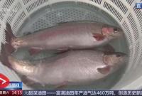 三文鱼陆海接力 海洋牧场转场记 山东烟台 揭秘三文鱼入海前的“必修课”