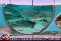 三文鱼陆海接力 海洋牧场转场记 山东烟台 三文鱼如何“C位出道” 销往全国各地