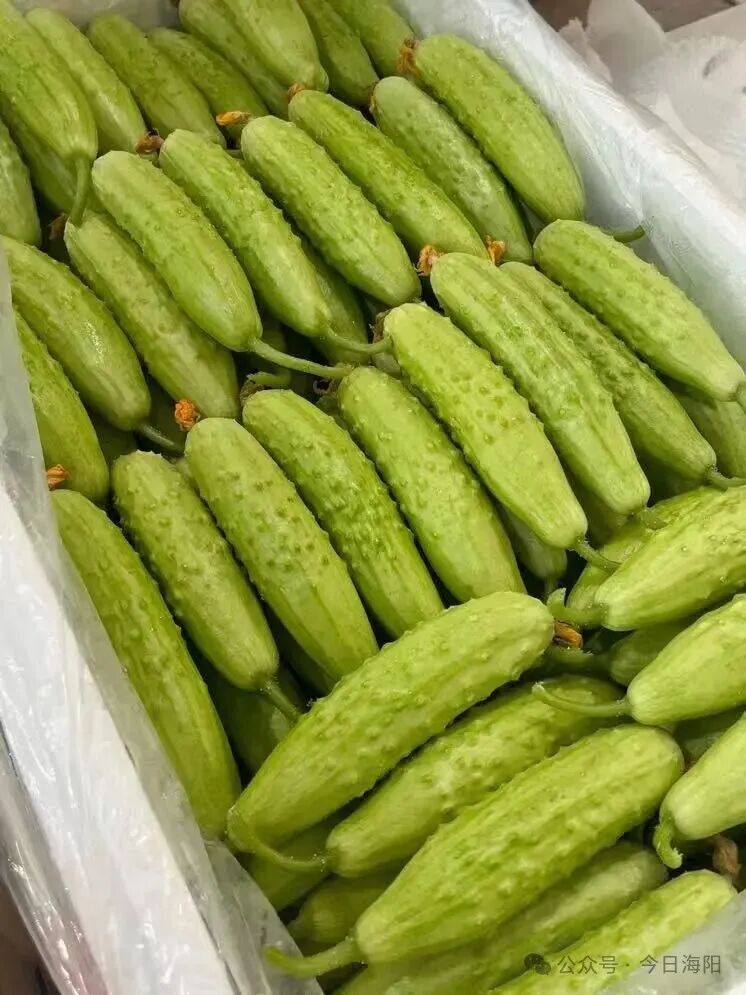 海阳白黄瓜身价“暴涨”，冬日里的“一口鲜”广受市场欢迎！