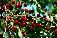 尚家山上樱桃红