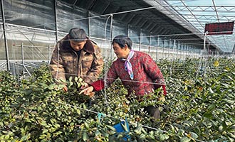 【央媒看莱阳】组织力“驱动”生产力  “莓好小镇”谱写乡村共富新篇