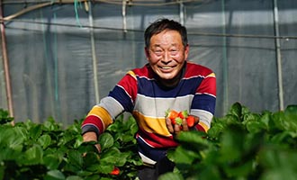 海阳盘石店镇松岩庄村新品种草莓卖出好价钱