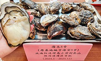 全国牡蛎养殖户齐聚海阳　科技赋能让鲜甜牡蛎丰盈“海上粮仓”