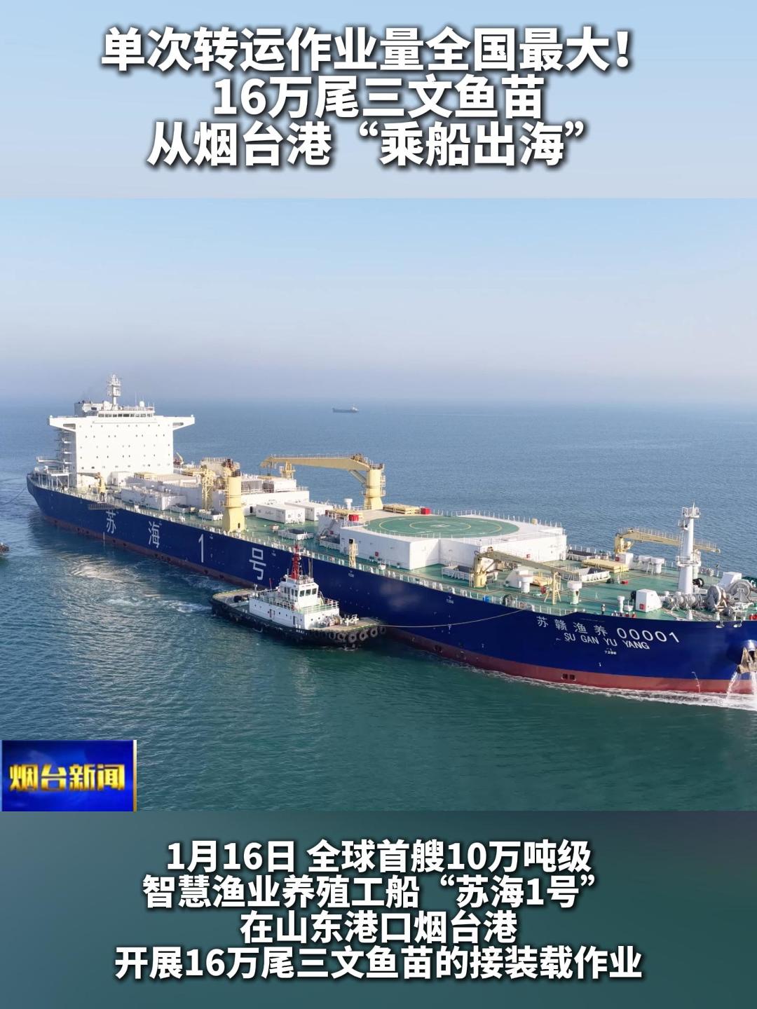 1月16日，全球首艘10万吨级智慧渔业养殖工船“苏海1号”在山东港口烟台港开展16万尾三文鱼苗的接装载作业，这是我国三文鱼陆海接力养殖单次转运量最大的一次作业。整个装卸过程预计为期四天，完成后，这批鱼苗将随“苏海1号”驶向适宜海域，开展游弋式养殖。