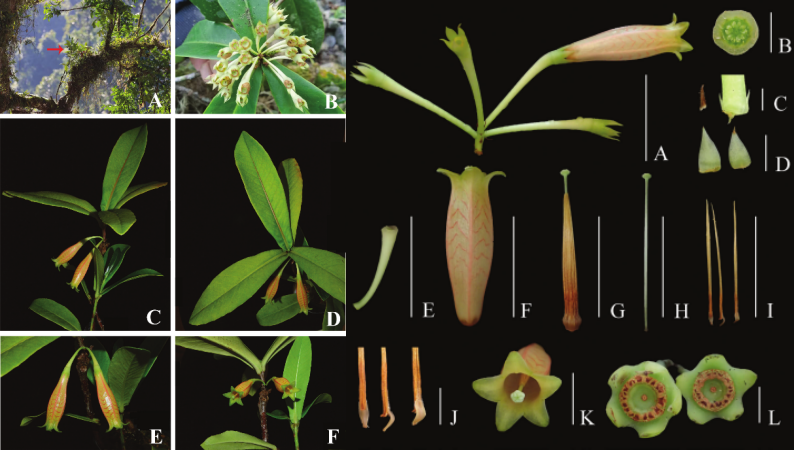 西藏发现3种新物种