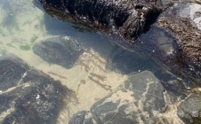 长岛海紫菜，海菜中的“细粮”