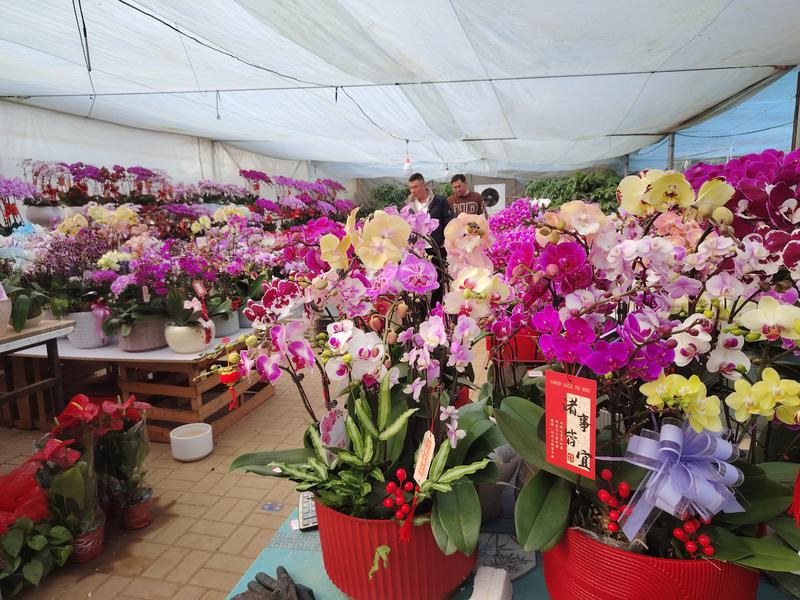 年宵花璀璨迎春开，烟台花卉市场人气旺