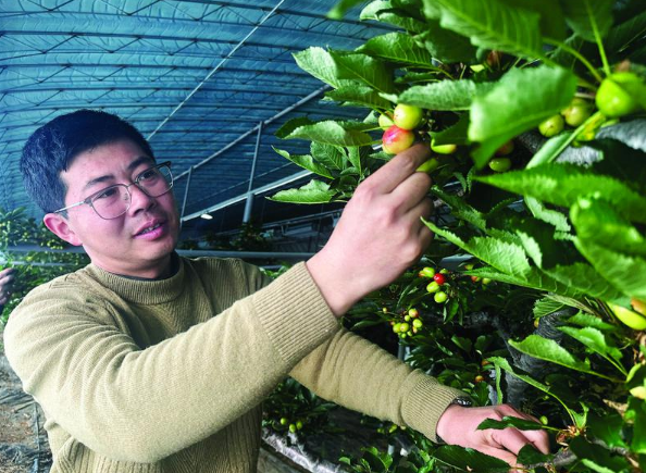 新春走基层|樱桃棚里的“卷帘大将”