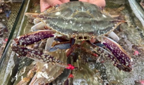 烟台海鲜市场进入“春节模式” 螃蟹、贝类产品销售火热