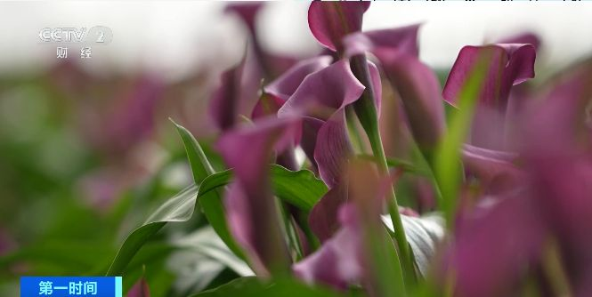 南北花市红火 年宵花点亮消费市场