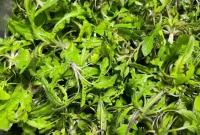 阳春三月，在烟台把“开春第一口鲜”端上餐桌！