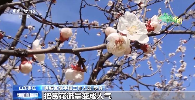 桃花、杏花、樱花竞相绽放 一起走进春天里的中国