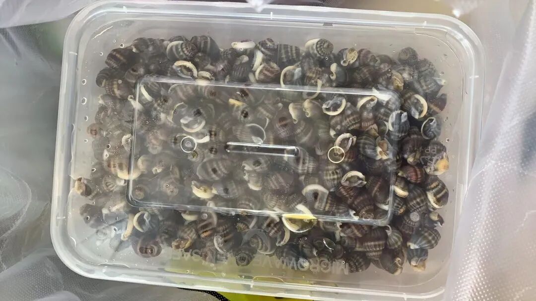 3人非法销售被抓！紧急提醒：这种螺别买、别吃！