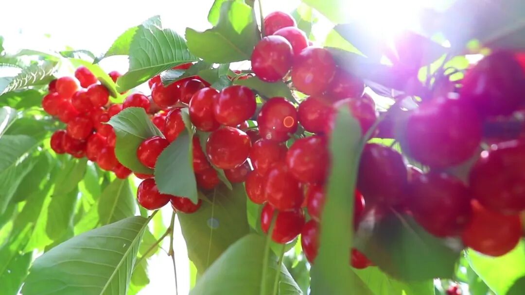 烟台大樱桃的“隐秘王牌”：栖霞这个镇，凭什么年入6亿？