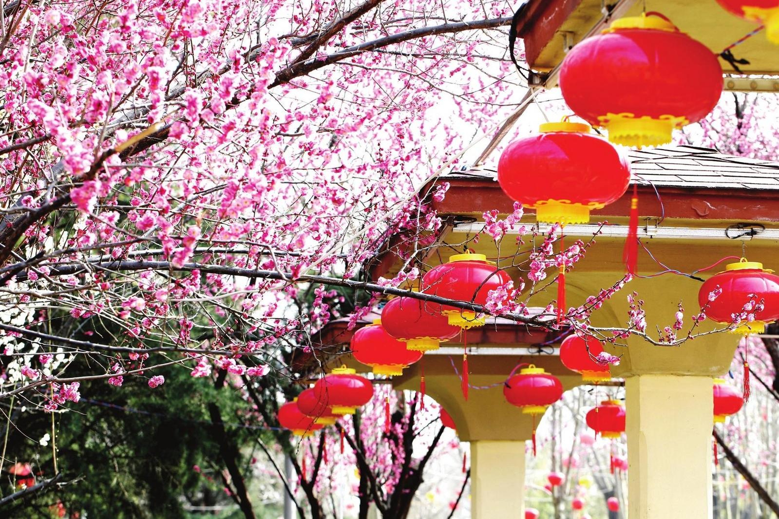 图片新闻|“梅”景正好