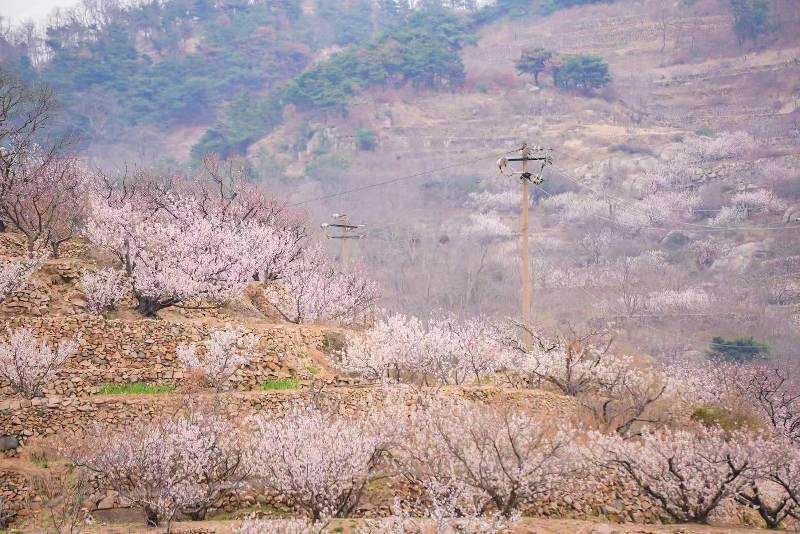图片新闻|“樱雪”漫山