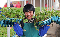 烟台培育出“金奖草莓苗” 种业“芯片”太圈粉